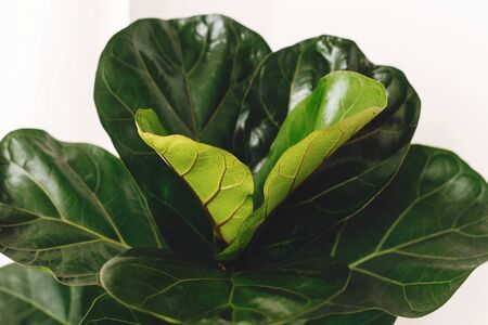 Ficus Lyrata. Beautiful fiddle leaf tree leaves on white background. Fresh new green leaves growing from fig tree, close up. Houseplant. Plants in modern interior roomの写真素材