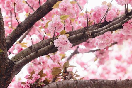 Beautiful blooming sakura flowers on tree branch. Sakura pink flowers and fresh green leaves in...