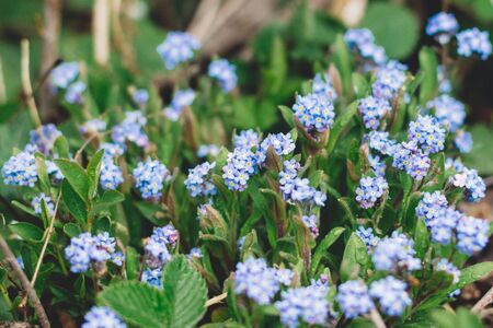 Forget me not. Beautiful blooming blue forget-me-nots flowers in green fresh grass with water drops....