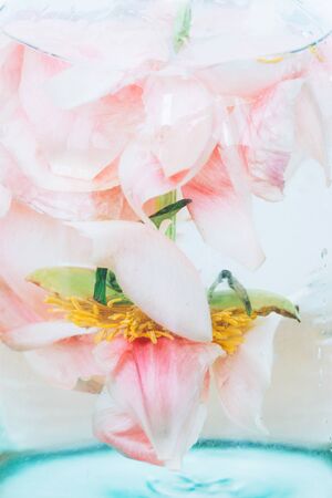 Peony petals immersed in water with air drops in glass transparent vase close up. Art and aesthetic, creative photo. Abstract pink and white background. Beautiful flower under waterの写真素材