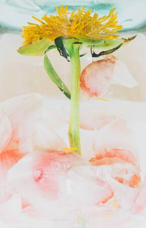 Peony stem and petals immersed in water in glass transparent vase. Creative photo. Abstract pink and...