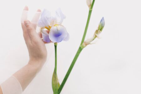Blue iris flower and woman hand behind veil on white background. Aesthetic soft image. Hand under tulle gently touching flower. Care and fragrance conceptの写真素材