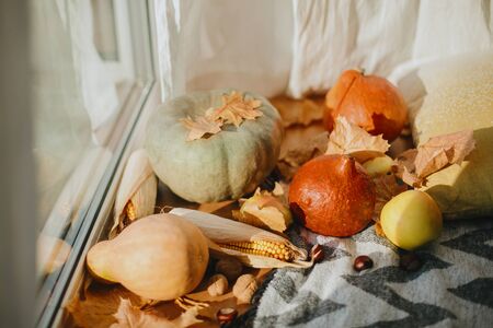 Pumpkins, autumn leaves, chestnuts, corn and apple at cozy blanket and pillow in sunny light. Cozy seasonal home decor on wooden window sill in rustic roomの写真素材