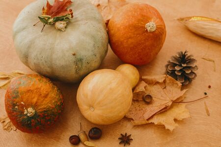 Happy Thanksgiving. Pumpkins, autumn leaves, acorns,chestnuts, cone on rustic wooden table in sunny...