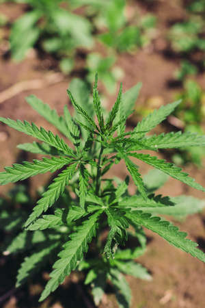 Cannabis plant, leaves close up. Growing Cannabis Sativa outdoors. Medical marijuana cultivation....