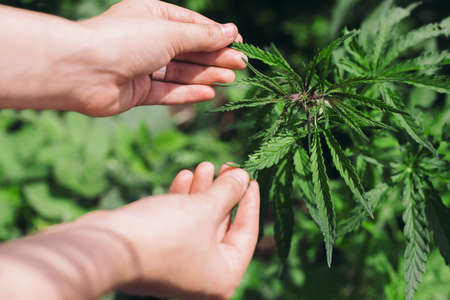 Marijuana leaves in farmers hands. Growing Cannabis Sativa outdoors. Medical marijuana cultivation. Alternative herbal medicine, marijuana legalization. Cannabis farmの写真素材
