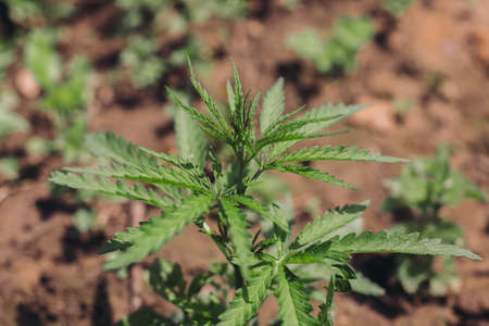 Growing Cannabis Sativa outdoors. Medical marijuana cultivation. Alternative herbal medicine,...
