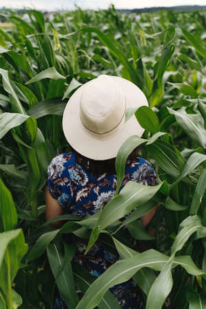 Stylish young woman in blue vintage dress and hat walking in green corn field. Happy beautiful girl in cornfield maze, calm tranquil moment in summer countryside. Back viewの写真素材