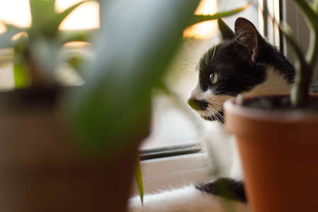 Cute cat sitting among green plants on windowsill and looking through window in sunset. Portrait of adorable black and white kitty cat with curious green eyesの写真素材