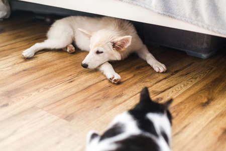 Adorable white fluffy puppy and cat sleeping together on floor in bedroom. Adoption concept. Cute puppy lying on floor under bed with friend cat in roomの写真素材