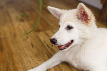 Cute  puppy sitting on floor with funny adorable look and looking at green grass stem in room. Playful adorable fluffy puppy. Pet friends at homeの写真素材