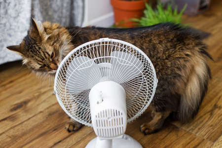 Curious tabby cat smelling old white fan on wooden floor in rustic room. Summer heat and pets in home concept. Adorable Maine coon sniffing air fanの写真素材