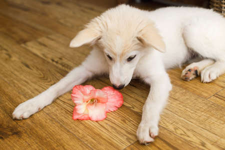 Cute fluffy white puppy smelling pink flower on wooden floor in room. Curious female puppy sniffing gladiolus flower. Copy space. Adoption conceptの写真素材