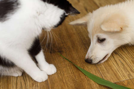 Cute cat and puppy sitting on floor with funny adorable look. Playful black and white cat and fluffy white puppy playing together with green stem. Pet friends at homeの写真素材