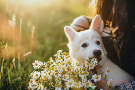 Cute white puppy smelling daisy flowers in warm sunset light in summer meadow. Stylish girl showing bouquet of flowers to adorable fluffy puppy. Adoption concept, loyal friendの写真素材