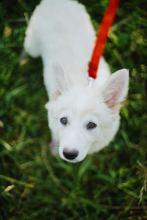 Cute white puppy with sweet looking eyes walking on red leash in summer park. Adorable fluffy puppy...