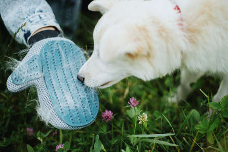 Pet Grooming Glove. Woman combing puppy hair with special deshedding glove in summer park. Person grooming and brushing cute white fluffy puppy. Molting dogの写真素材