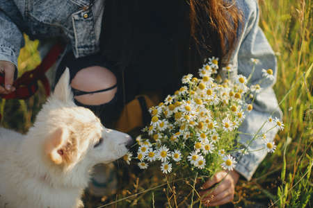 Cute white puppy smelling daisy flowers in warm sunset light in summer meadow. Stylish girl showing bouquet of flowers to adorable fluffy puppy. Adoption concept, loyal friendの写真素材