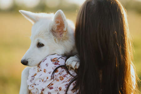 Woman hugging cute white puppy in warm sunset light in summer meadow, back view. Happy girl holding adorable fluffy puppy close up. Beautiful authentic moment. Adoption conceptの写真素材