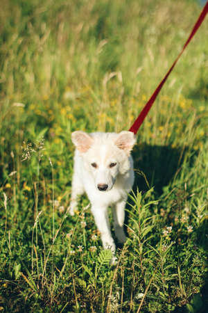 Cute white puppy walking on red leash in summer park. Adorable fluffy puppy exploring world, standing in meadow among grass in warm sunshine light. Adoption concept, loyal friendの写真素材