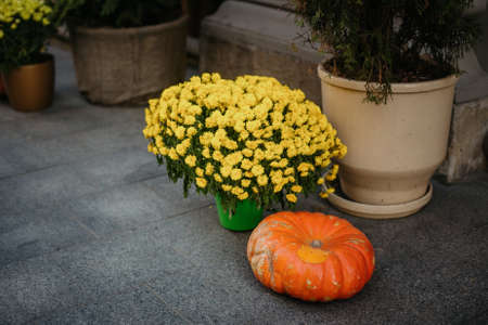 Pumpkins and autumn flowers,modern festive decoration of european city street. Halloween street decor. Happy Thanksgiving and Halloweenの写真素材