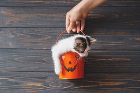 Happy Halloween. Cute kitten sitting in halloween trick or treat bucket on black wooden background. Hand holding jack o' lantern pumpkin pail with curious kitty, space for textの写真素材