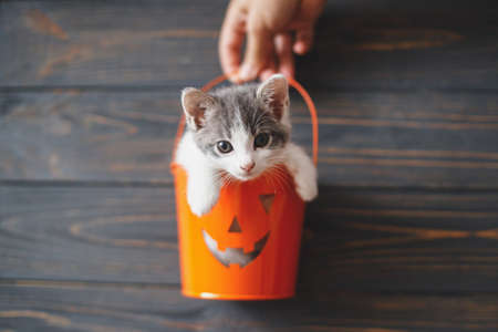 Cute kitten sitting in halloween trick or treat bucket on black wooden background. Hand holding jack o' lantern pumpkin pail with adorable kitty, space for text. Happy Halloweenの写真素材