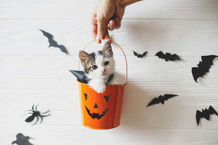 Happy Halloween. Cute kitten sitting in halloween trick or treat bucket on white background with...