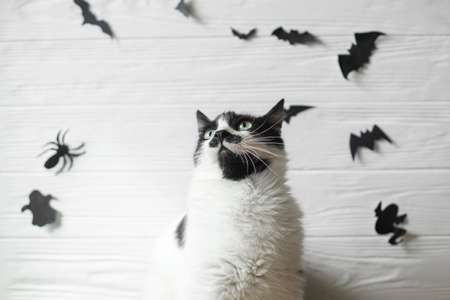 Happy Halloween. Cute cat with green eyes posing on white background with black bats, ghost and spider, space for text. Serious cat portrait on festive background.の写真素材