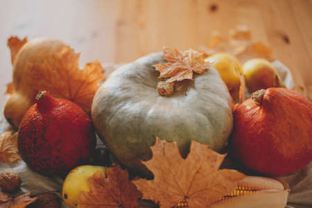 Pumpkins,autumn leaves  and harvest vegetables on wooden table in sunny room. Happy Thanksgiving and Halloween, celebrating autumn holidays at home. Space for textの写真素材