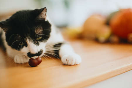 Cute cat smelling chestnut on background of pumpkins and autumn leaves on wooden table in sunny...