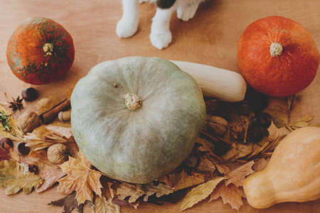 Cute cat paws at pumpkins, autumn leaves, nuts and spices on rustic wooden background, celebrating...