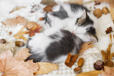 Adorable kittens sleeping in autumn leaves on soft blanket. Two cute white and grey kittens cuddling...