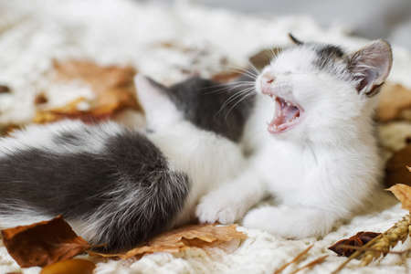 Adorable sleepy kitten yawning in autumn leaves on soft blanket. Two cute white and grey kittens cuddling and snoozing in fall decorations on comfy bed in room. Autumn cozy mood.の写真素材