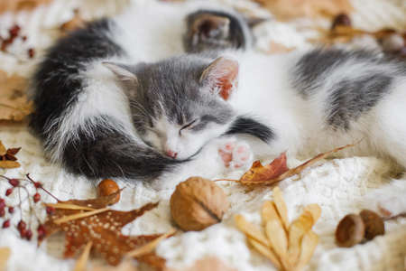 Autumn cozy mood. Adorable kittens sleeping in autumn leaves on blanket. Two cute white and grey...