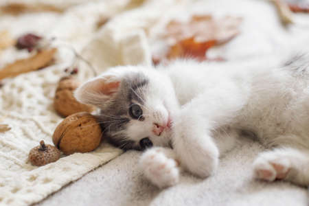 Adorable kitten playing with autumn leaves and acorns on soft blanket. Autumn cozy mood. Cute white...