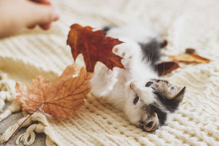 Adorable kitten playing with autumn leaves on soft blanket. Hand holding fall leaf and playing with cute white and grey kitty on bed in room. Autumn cozy mood.の写真素材