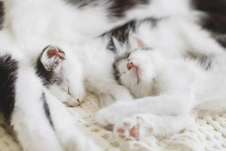 Adorable kittens sleeping with cat on soft bed, cute furry family. Mother cat resting with two...