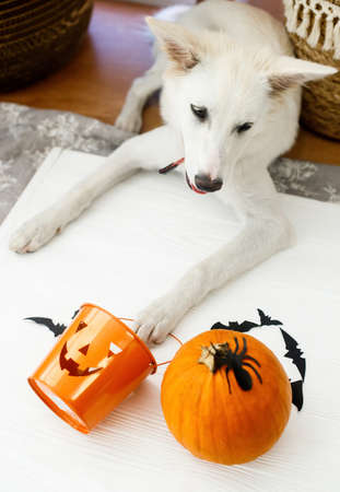 Puppy holding Jack o lantern candy pail on white background with pumpkin, bats and spider...