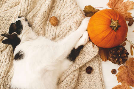 Hello autumn. Cute cat relaxing on warm knitted sweater with autumn leaves, cone, acorns and holding paws on pumpkin. Happy Thanksgiving!の写真素材