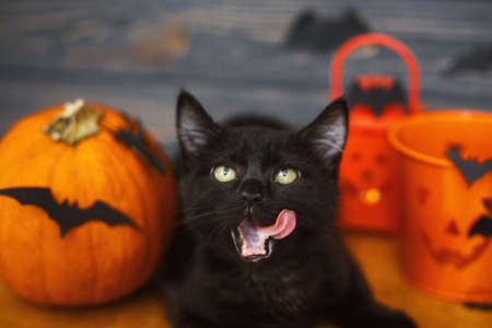 Black cat licking on background of pumpkin, bats, jack o lantern candy bucket.Trick or treat! Black kitten posing at holiday decorations, celebrating halloween at homeの写真素材