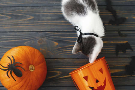 Trick or treat! Cute kitten playing at Jack o lantern candy bucket, pumpkin and bats on dark background. Kitten and holiday decorations, celebrating halloween at homeの写真素材