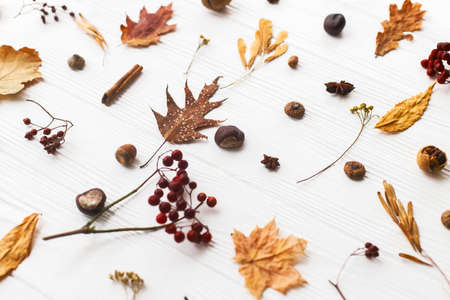 Autumn leaves, berries, acorns, walnuts, cinnamon and anise on white background. Autumnal pattern...