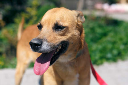 Adorable happy brown dog portrait in sunny street, homeless dog on a walk. Volunteer walking with...
