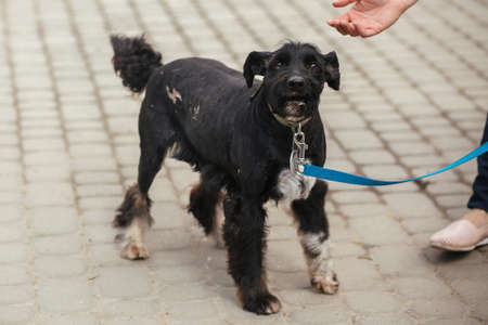 Scared old dog portrait in sunny street, homeless dog. Volunteer walking with sad stray black dog in...