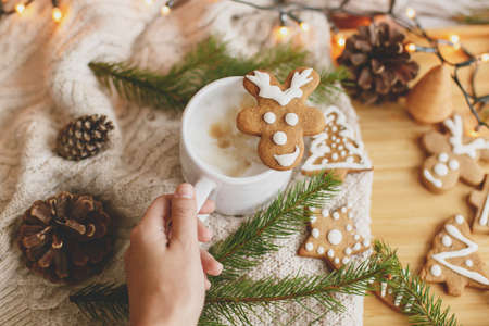 Hand holding warm coffee with christmas reindeer gingerbread cookie on background of cozy knitted...