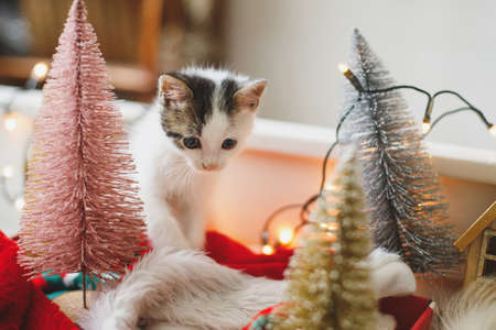 Adorable kitten playing among christmas tree decorations, red and gold ornaments and warm illumination lights. Cozy winter moments. Happy Holidays!の写真素材