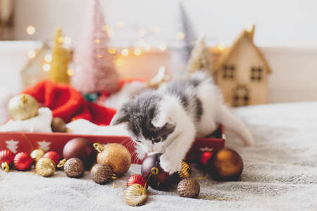 Adorable kitten playing with christmas bauble in box with santa hat on background of christmas tree and ornaments in warm illumination lights. Cozy winter holidays, Merry Christmas!の写真素材