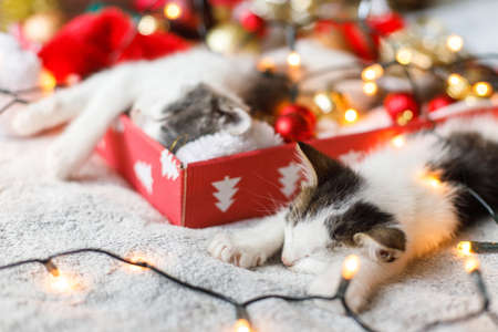Adorable two kittens sleeping on santa hat with red and gold ornaments in festive box with warm...