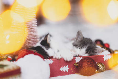 Adorable two kittens sleeping on santa hat with red and gold ornaments in festive box with warm christmas lights. Cozy winter moments. Kittens cuddling and resting together. Happy Holidays!の写真素材
